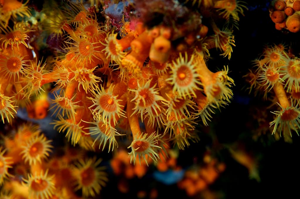 spiro-sub-diving-elba-tauchen (5)