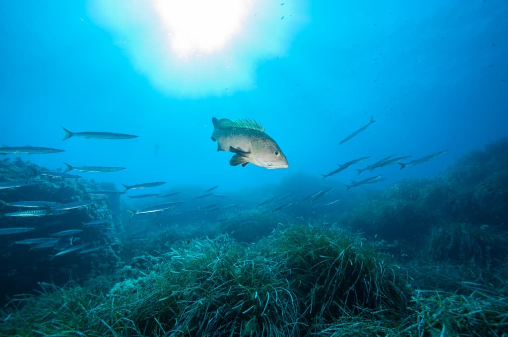 spiro-sub-diving-elba-tauchen (4)