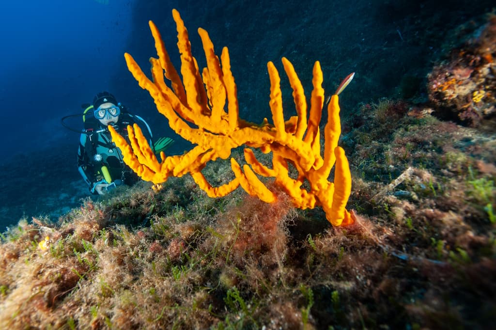 spiro-sub-diving-elba-tauchen (2)