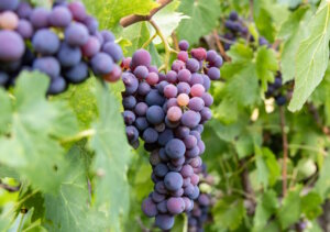 Italien ist das Land der Weine. Beim Anbau spielen Nachhaltigkeit und "Bio" zunehmend größere Rollen. (Foto: © Being Organic in EU)