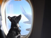 Ein Hund blickt aus dem Kabinenfenster eines Flugzeugs. Künftig dürfen größere Haustiere bei ITA Airways auf ausgewählten Inlandsflügen in der Kabine mitreisen. (Foto: © New Africa / Adobe Stock)