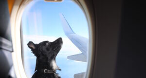 ITA Airways: Große Haustiere dürfen künftig mit in die Kabine Ein Hund blickt aus dem Kabinenfenster eines Flugzeugs. Künftig dürfen größere Haustiere bei ITA Airways auf ausgewählten Inlandsflügen in der Kabine mitreisen. (Foto: © New Africa / Adobe Stock)