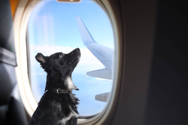 Beautiful view through plane window during flight. Air travel Ein Hund blickt aus dem Kabinenfenster eines Flugzeugs. Künftig dürfen größere Haustiere bei ITA Airways auf ausgewählten Inlandsflügen in der Kabine mitreisen. (Foto: © New Africa / Adobe Stock)