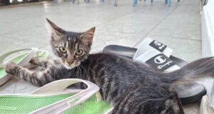 Hund und Katze in Italien zwischen Tierliebe und Bürokratie Straßenkatzen sind in vielen italienischen Orten Teil des Alltags. Ein Thema, das lokale Tierschutzgesetze und Präventionsprogramme besonders fordert. (Foto: © Bastian Glumm)