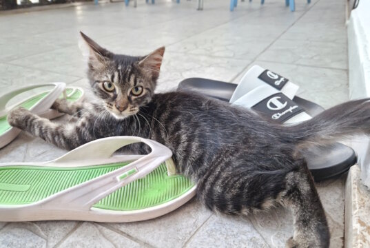 Straßenkatzen sind in vielen italienischen Orten Teil des Alltags. Ein Thema, das lokale Tierschutzgesetze und Präventionsprogramme besonders fordert. (Foto: © Bastian Glumm)