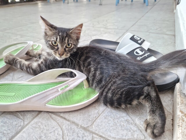 Straßenkatzen sind in vielen italienischen Orten Teil des Alltags. Ein Thema, das lokale Tierschutzgesetze und Präventionsprogramme besonders fordert. (Foto: © Bastian Glumm)