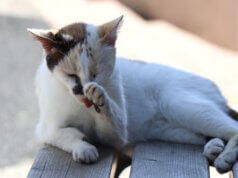 In Italien sind Katzen Teil der Kultur: Sie leben frei in Städten und Ruinen, werden geschützt, gepflegt – und bewahren sogar die Geschichte. (Foto: © Bastian Glumm)
