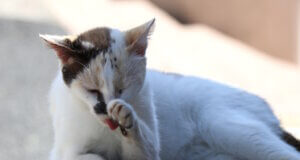 In Italien sind Katzen Teil der Kultur: Sie leben frei in Städten und Ruinen, werden geschützt, gepflegt – und bewahren sogar die Geschichte. (Foto: © Bastian Glumm)