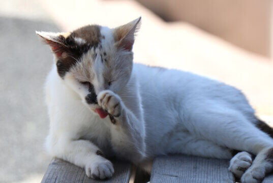 In Italien sind Katzen Teil der Kultur: Sie leben frei in Städten und Ruinen, werden geschützt, gepflegt – und bewahren sogar die Geschichte. (Foto: © Bastian Glumm)
