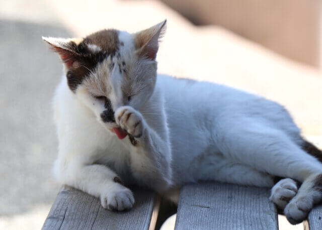 italien-katzen-gatti (1) In Italien sind Katzen Teil der Kultur: Sie leben frei in Städten und Ruinen, werden geschützt, gepflegt – und bewahren sogar die Geschichte. (Foto: © Bastian Glumm)