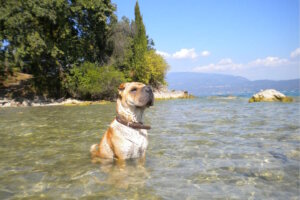 Urlaub ohne Grenzen: Auch vierbeinige Gäste genießen am Gardasee ihre Auszeit direkt am Wasser. (Foto: © Fornella Wellness & Family Resort)