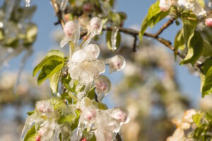 Nahaufnahme vereister Apfelblüten in Lana: Die schützende Eisschicht bewahrt die empfindlichen Blüten vor Frost und sorgt zugleich für ein spektakuläres Frühlingsmotiv. (Foto: © IDM/Südtiroler Apfelkonsortium/Patrick Schwienbacher)