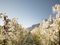 Apfelplantagen in der Region Lana nach einer frostigen Nacht: Durch Frostschutzberegnung entstehen glitzernde Eisblumen, die die Blüten wie mit Kristall überziehen. (Foto: © IDM/Südtiroler Apfelkonsortium/Patrick Schwienbacher)
