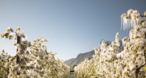 Apfelplantagen in der Region Lana nach einer frostigen Nacht: Durch Frostschutzberegnung entstehen glitzernde Eisblumen, die die Blüten wie mit Kristall überziehen. (Foto: © IDM/Südtiroler Apfelkonsortium/Patrick Schwienbacher)
