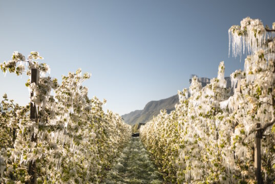 Apfelplantagen in der Region Lana nach einer frostigen Nacht: Durch Frostschutzberegnung entstehen glitzernde Eisblumen, die die Blüten wie mit Kristall überziehen. (Foto: © IDM/Südtiroler Apfelkonsortium/Patrick Schwienbacher)
