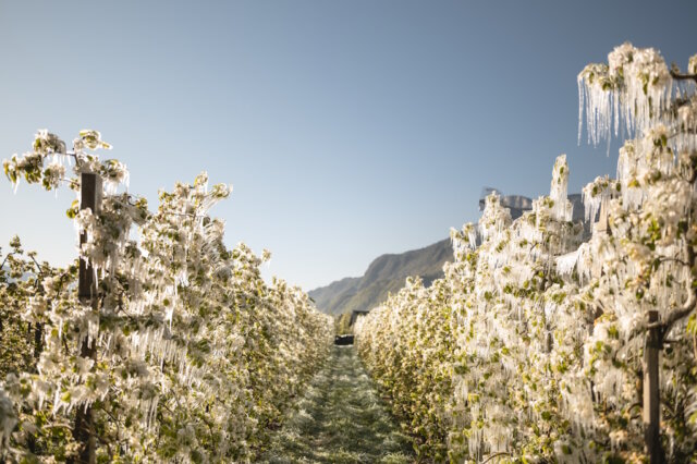 Apfelplantagen in der Region Lana nach einer frostigen Nacht: Durch Frostschutzberegnung entstehen glitzernde Eisblumen, die die Blüten wie mit Kristall überziehen. (Foto: © IDM/Südtiroler Apfelkonsortium/Patrick Schwienbacher)