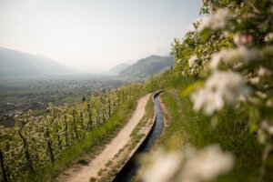 Blick oberhalb von Lana: Zwischen Obstgärten und sanften Hängen öffnet sich das Panorama über das Etschtal bis nach Meran. (Foto: © Patrick Schwienbacher)