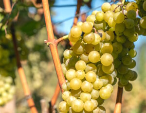 Reife Weißweintrauben in den Weinbergen rund um Lana: Grundlage für frische, mineralische Südtiroler Weine mit klarer Aromatik. (Foto: © Weingut Oberstein Tscherms)