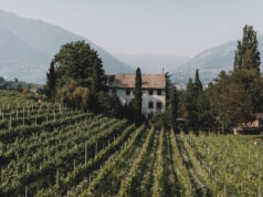Wenn Trauben Geschichten erzählen: Vinosophische Führungen in Lana Weinberge rund um Lana in Südtirol: Zwischen alpiner Kulisse und mediterranem Klima entstehen hier charaktervolle Weiß- und Rotweine mit ausgeprägtem Terroir. (Foto: © Maike Wittreck)