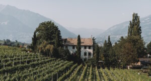 Wenn Trauben Geschichten erzählen: Vinosophische Führungen in Lana Weinberge rund um Lana in Südtirol: Zwischen alpiner Kulisse und mediterranem Klima entstehen hier charaktervolle Weiß- und Rotweine mit ausgeprägtem Terroir. (Foto: © Maike Wittreck)