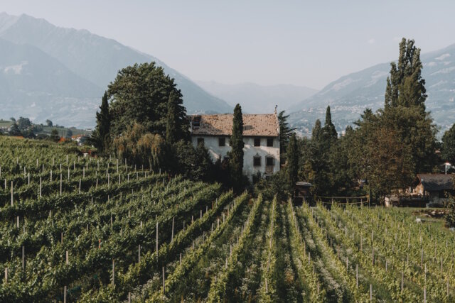 Weinberge rund um Lana in Südtirol: Zwischen alpiner Kulisse und mediterranem Klima entstehen hier charaktervolle Weiß- und Rotweine mit ausgeprägtem Terroir. (Foto: © Maike Wittreck)