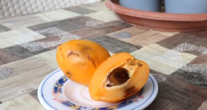 Vor Kurzem habe ich eine neue Frucht entdeckt – den Nispero. Und das geschah ganz gemütlich bei einem Besuch bei meiner Mutter. (Foto: © Svitlana Glumm)