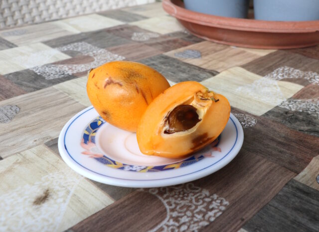 nispero-frucht (1) Vor Kurzem habe ich eine neue Frucht entdeckt – den Nispero. Und das geschah ganz gemütlich bei einem Besuch bei meiner Mutter. (Foto: © Svitlana Glumm)