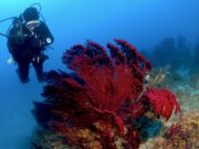 Rote Gorgonien und klare Sicht vor Punta di Fetovaia auf Elba: Die Steilwände im Süden der Insel zählen zu den eindrucksvollsten Tauchplätzen des Mittelmeers. (Foto: © "Spiro Sub Diving - Elba")