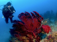Rote Gorgonien und klare Sicht vor Punta di Fetovaia auf Elba: Die Steilwände im Süden der Insel zählen zu den eindrucksvollsten Tauchplätzen des Mittelmeers. (Foto: © "Spiro Sub Diving - Elba")