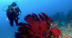 Rote Gorgonien und klare Sicht vor Punta di Fetovaia auf Elba: Die Steilwände im Süden der Insel zählen zu den eindrucksvollsten Tauchplätzen des Mittelmeers. (Foto: © "Spiro Sub Diving - Elba")