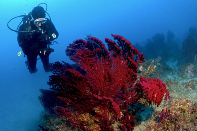 Rote Gorgonien und klare Sicht vor Punta di Fetovaia auf Elba: Die Steilwände im Süden der Insel zählen zu den eindrucksvollsten Tauchplätzen des Mittelmeers. (Foto: © "Spiro Sub Diving - Elba")