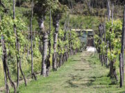 Junge Reben im italienischen Weinberg – sie stehen sinnbildlich für die positive Erwartung an die Weinlese 2025, die trotz klimatischer Schwankungen eine Ernte von hoher Qualität verspricht. (Foto: © Bastian Glumm)