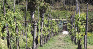 Junge Reben im italienischen Weinberg – sie stehen sinnbildlich für die positive Erwartung an die Weinlese 2025, die trotz klimatischer Schwankungen eine Ernte von hoher Qualität verspricht. (Foto: © Bastian Glumm)