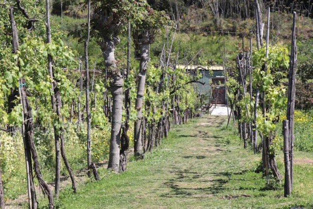 Junge Reben im italienischen Weinberg – sie stehen sinnbildlich für die positive Erwartung an die Weinlese 2025, die trotz klimatischer Schwankungen eine Ernte von hoher Qualität verspricht. (Foto: © Bastian Glumm)